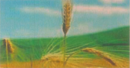 bild text 1A